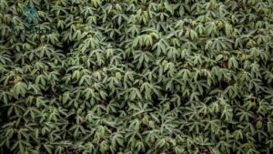 Durable Sulzer Landscape Fabric for Superior Weed Control Buy Now