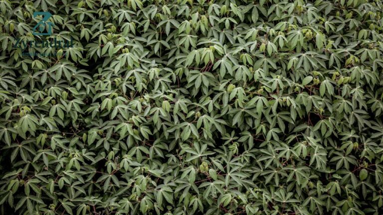 Durable Sulzer Landscape Fabric for Superior Weed Control Buy Now