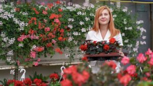 Landscape Roses